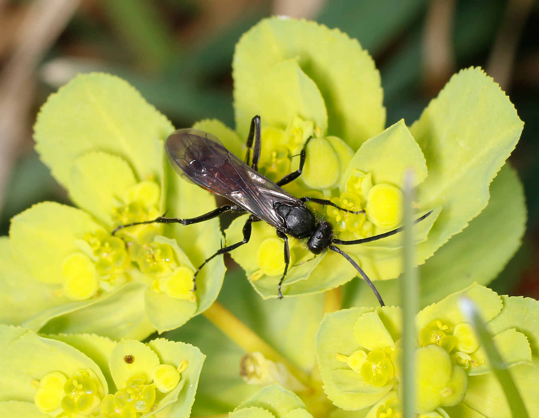 Pompilidae da ID